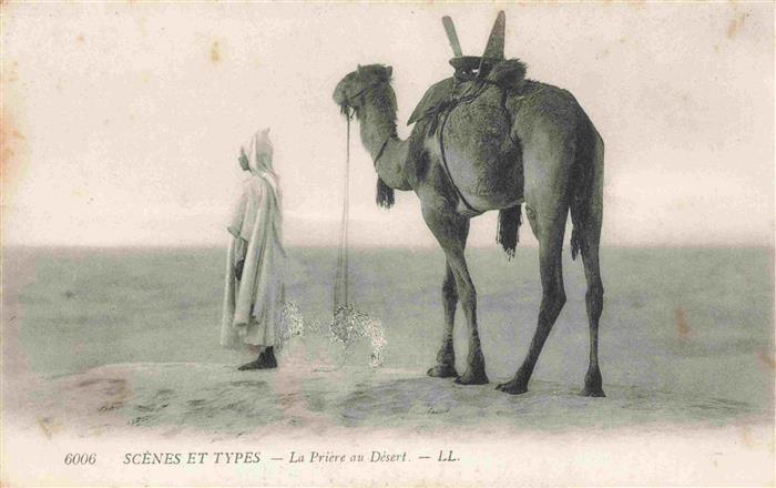 Kamele  Camel Chameau-- Scenes et Types