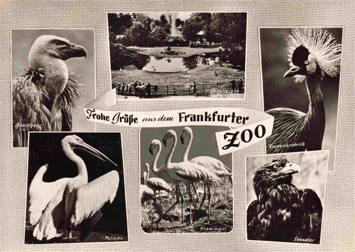 Zoo Gardin Zoologique-- Frankfurter Pelikan Seeadler Kronenkranich Flamingo