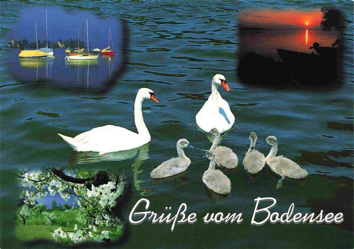 Schwan Swan Cygne Bodensee