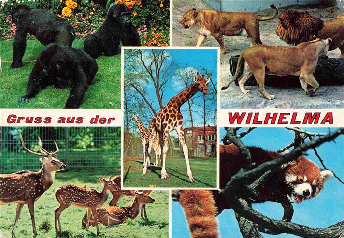 Zoo Gardin Zoologique-- Bad Cannstatt Wilhelma Stuttgart Loewen Axishhirsche Pan