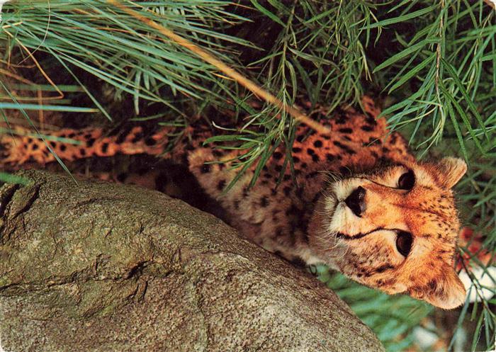 Zoo Gardin Zoologique-- Hannover Gepard