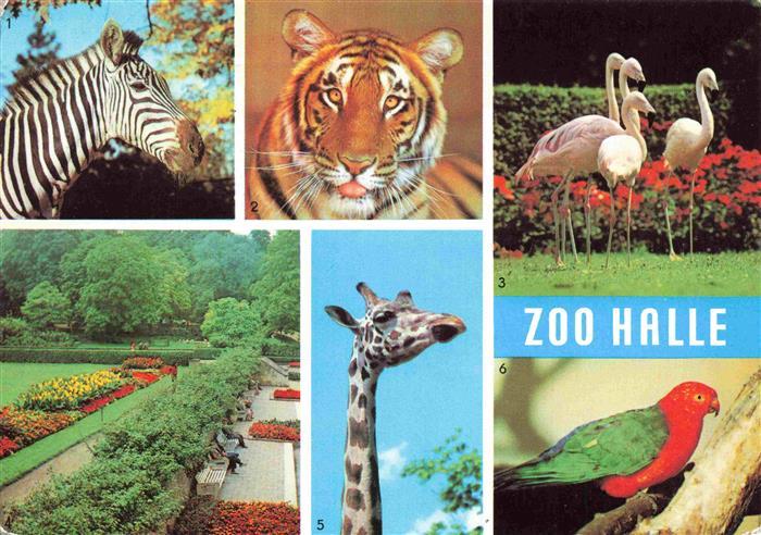 Zoo Gardin Zoologique-- Halle Zebra Flamingo Giraffe Tieger