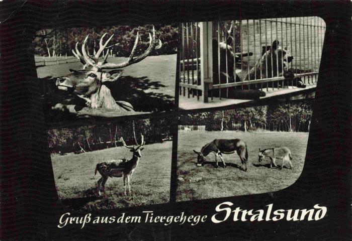 Zoo Gardin Zoologique-- Stralsund Essel Baer Hirsch