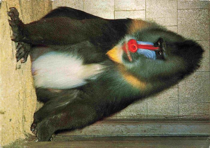 Zoo Gardin Zoologique-- Basel Mandrill