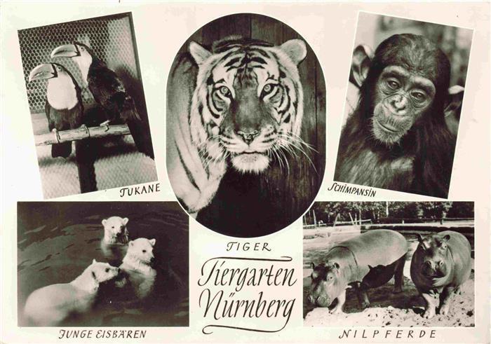 Zoo Gardin Zoologique-- Nuernberg Tukane Tieger Schimpanse Nielpferd Eisbaer