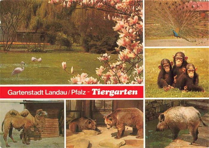 Zoo Gardin Zoologique-- Landau Pfalz Baer Wieldschwein Affen Kamel Flamingos