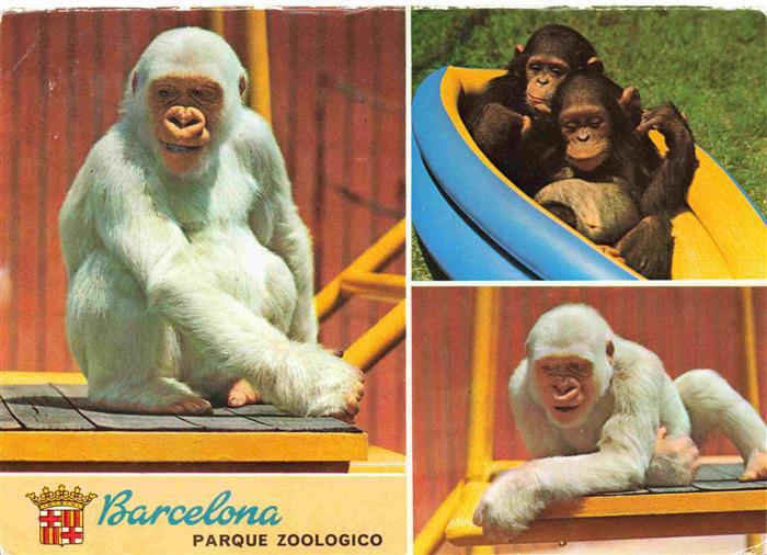 Zoo Gardin Zoologique-- Barcelona Affen