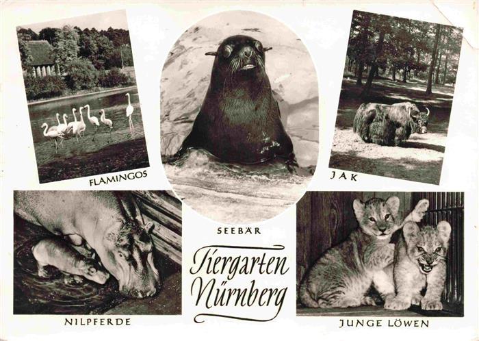 Zoo Gardin Zoologique-- Nuernberg Seebaer Jak Jung Loewe Nielpferd Flamingos