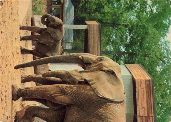 Zoo Gardin Zoologique-- Muenster Elefant