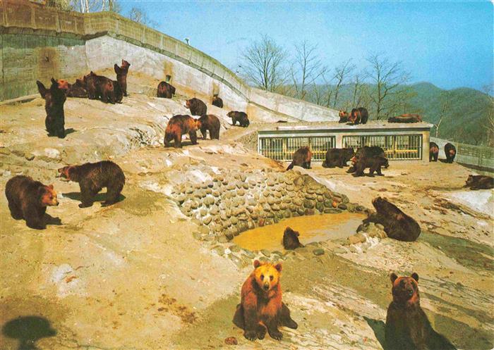 Baer  Ours Orso Tiere Braun Japan