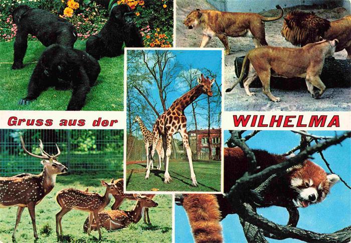 Zoo Gardin Zoologique-- Bad Cannstatt Wilhelma Gorilla Loewen Axishirsche Panda