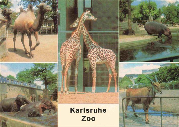 Zoo Gardin Zoologique-- Karlsruhe Kamel Elefant Girafffe Flusspferd Elenantilope