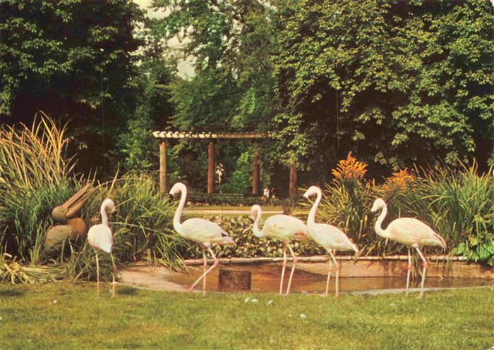 Zoo Gardin Zoologique-- Karlsruhe Stadtgarten Flamingos