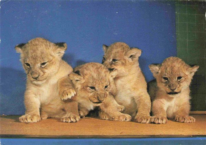 Zoo Gardin Zoologique-- Berlin Junge Loewen