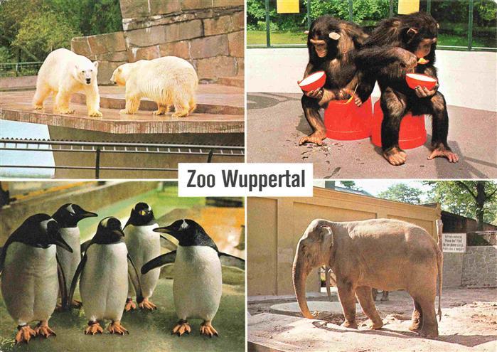 Zoo Gardin Zoologique-- Wuppertal Eisbaer Schimpansen Eselspinguine asiat. Elefa
