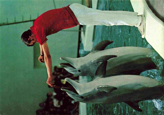 Zoo Gardin Zoologique-- Duisburg Delphinarium Delphin Show