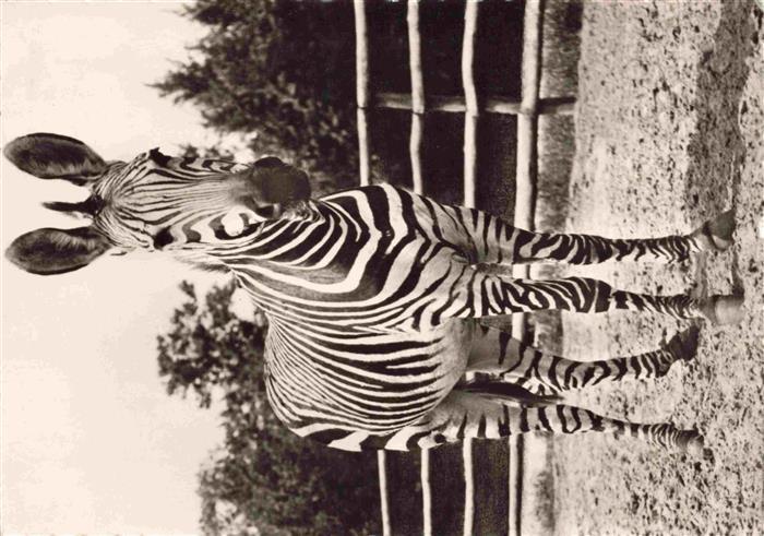 Zoo Gardin Zoologique-- Berlin Hartmanns Berazebra