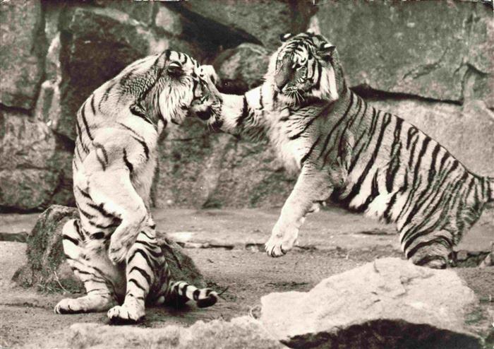 Tiger  Tigre-- Sibirische