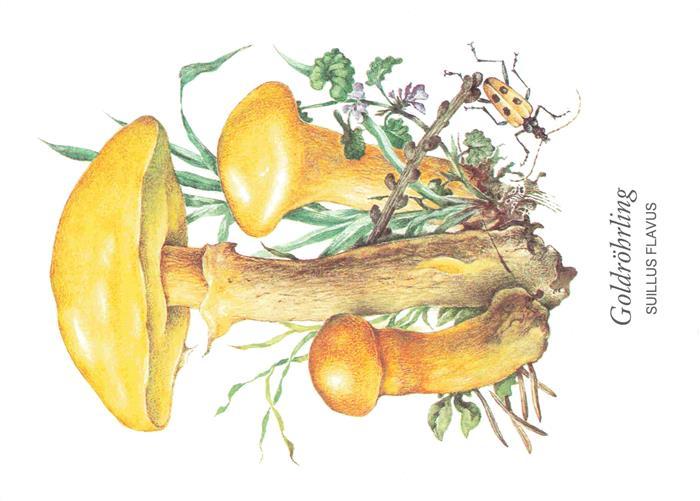 Pilze Champignons Mushrooms Setas Goldroehrling Suillus Flavus essbar