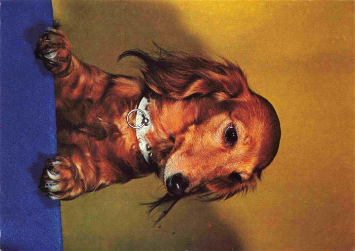 Dackel Dachshund Teckel Hunde dogs Chiens Cani PhoseBraun