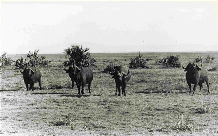 Beira Mocambique Búfalos Buffaloes