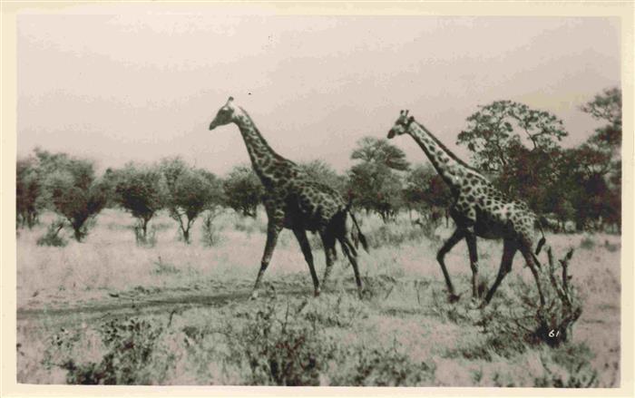 Zimbabwe Sambia Giraffen Hwarge National Park