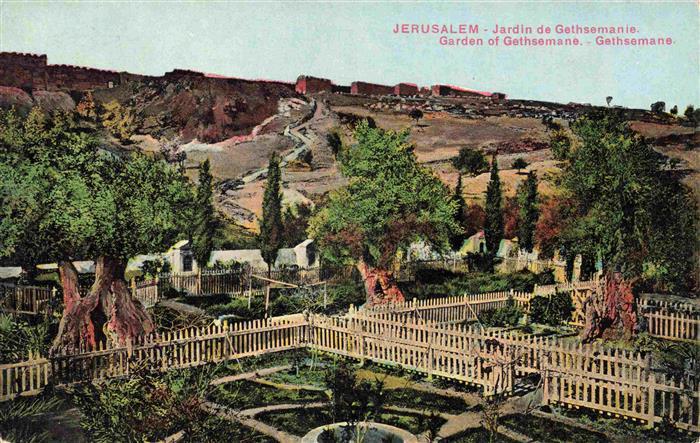 Jerusalem  Yerushalayim Israel Gethsemane Garten