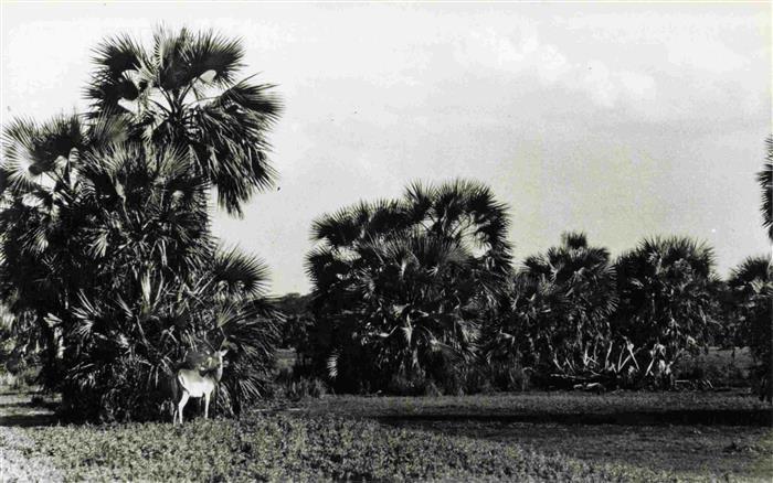 Beira Mocambique Gazellen Gorongosa Reservat
