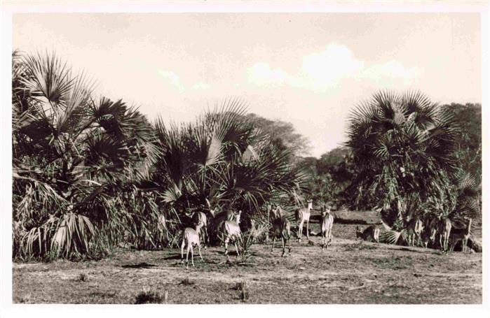 Beira Mocambique Gazellen Gorongosa Reservat