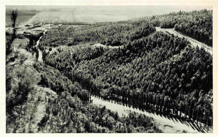 Ginegar Emek Israel Wood of Balfour