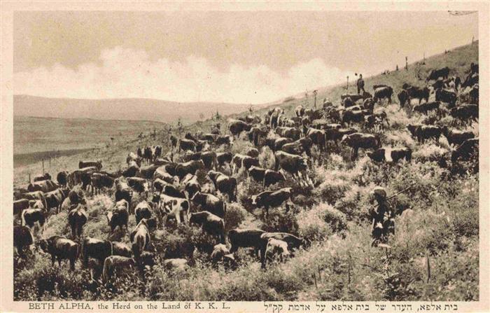 Beth Alpha Israel the Herd on the Land of K. K. L.