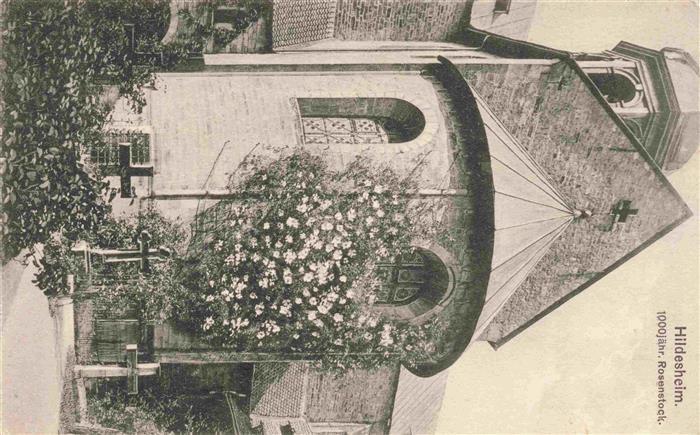 HILDESHEIM  CITY 1000jaehriger Rosenstock am Dom