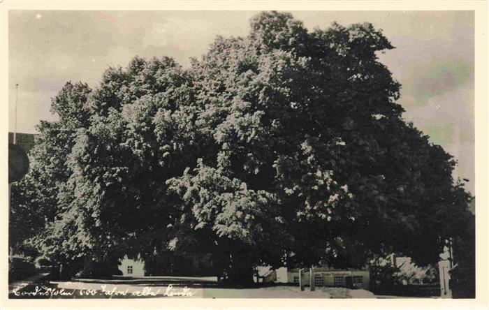 Bordesholm Rendsburg-Eckernfoerde Schleswig-Holstein 600jaehrige Linde
