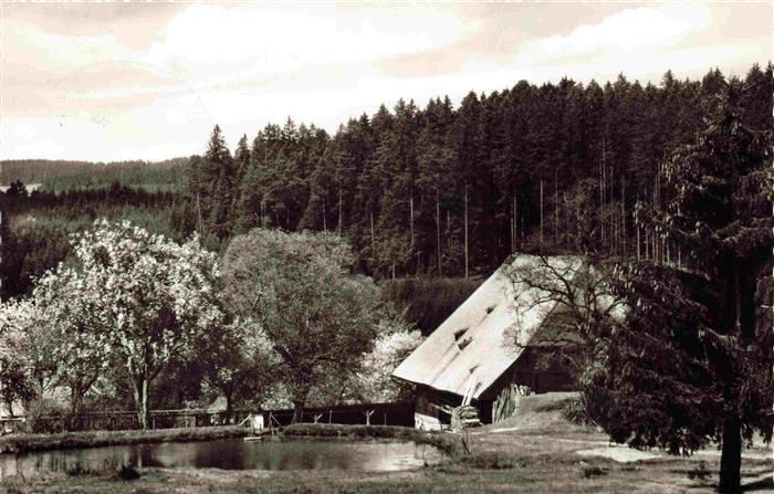 Koenigsfeld Schwarzwald Grossbauernlinde