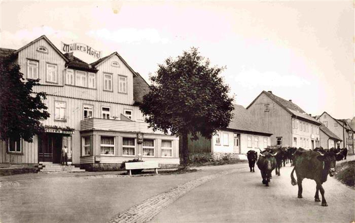 Hohegeiss Harz Muellers Hotel Viehauftrieb