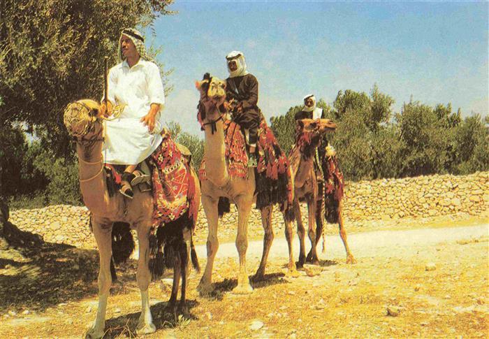 Jerusalem  Yerushalayim Israel Cavaliers de chameaux Kamelreiter