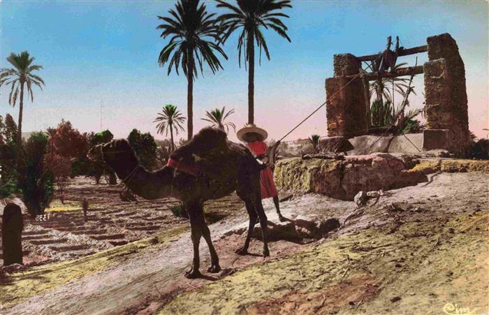 Kamele Camel Chameau-- Artistique L Afrique Arrosage palmeraie