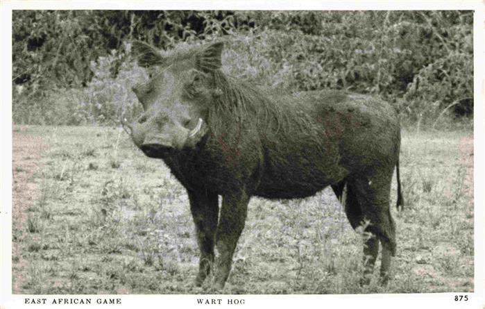 Wildschwein Wild Boar Sanglier Jabali Cinghiale-- Wart Hog East African Game