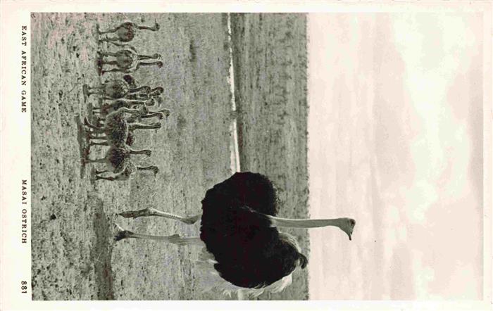 Vogel Strauss Ostrich Autruche Struzzo Avestruz-- Masai Ostrich Afrikan