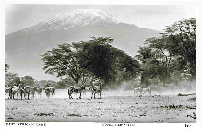 Zebras Zebre Cebra-- Mount Kilimanjaro Afrika