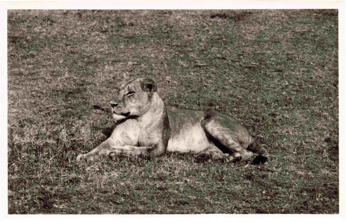 Loewe Lion-- Gorongosa