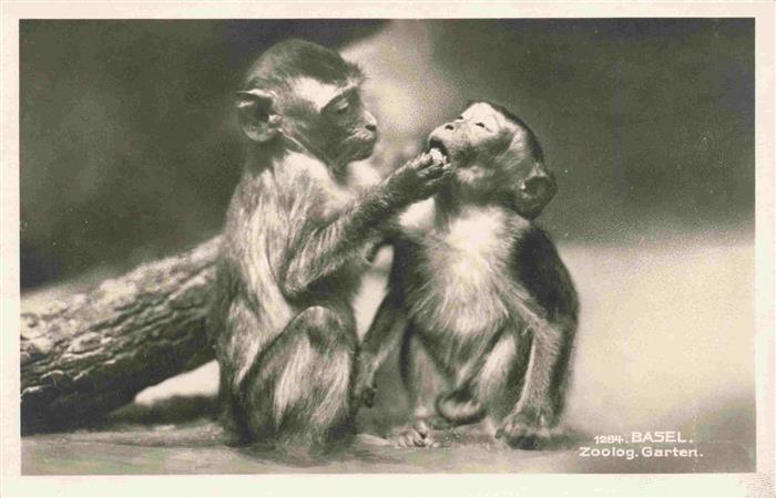 Zoo Gardin Zoologique-- Basel Affen