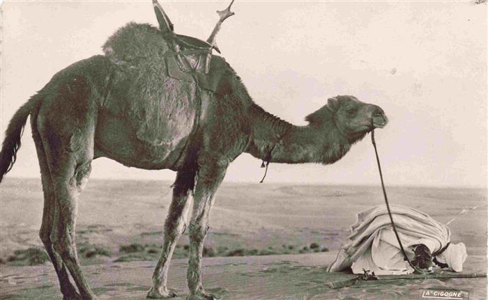 Kamele Camel Chameau-- Saharienne