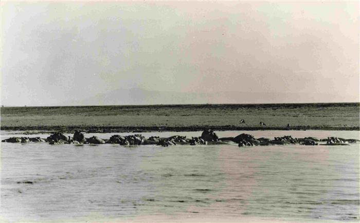 Beira Mocambique Gorongosa Hipopotamas