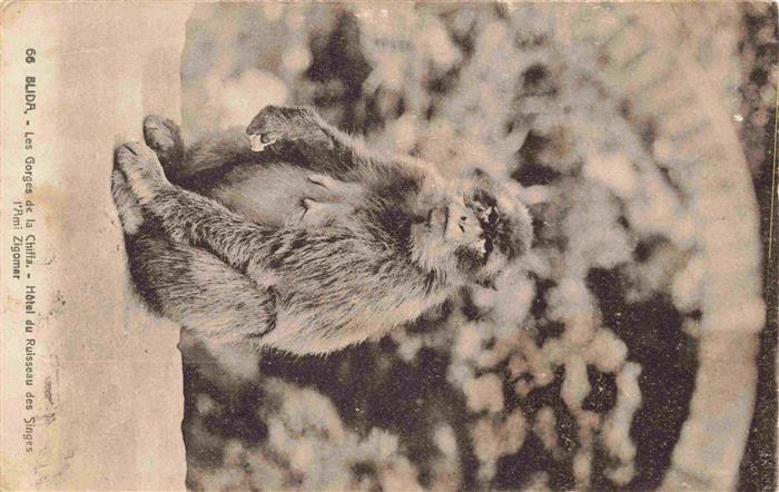 Affen Monkeys Singes Monos Scimmie-- Blida Gorges Chiffa