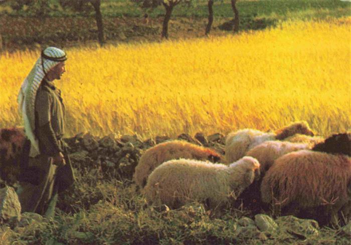 Schaeferei Sheperding Bergerie-- Bethlehem