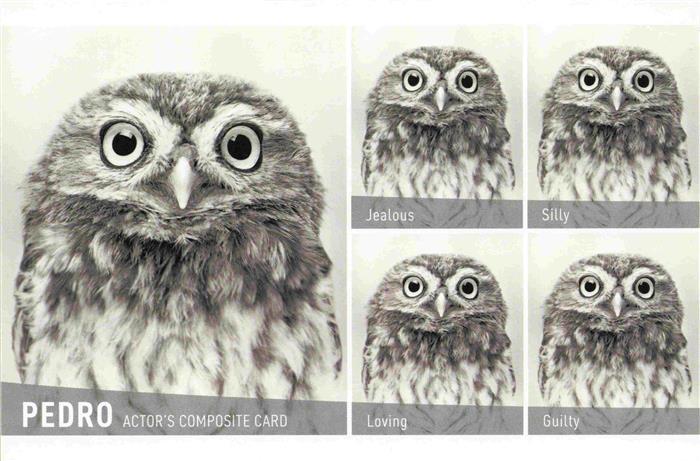 Eule Owl Hibou Chouette-- Pedro Jealous Silly Loving Guilty