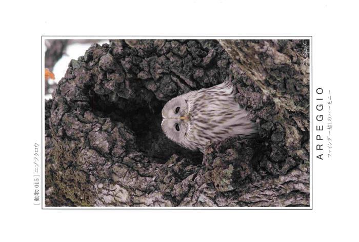 Eule Owl Hibou Chouette-- Arpeggio