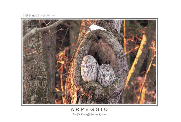 Eule Owl Hibou Chouette-- Arpeggio