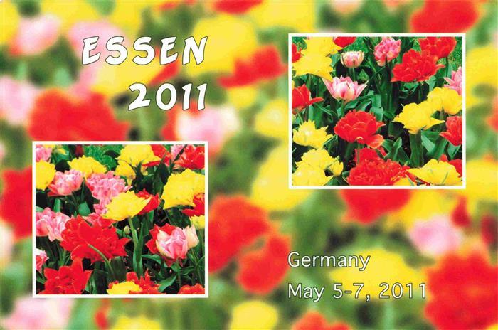 Eule Owl Hibou Chouette-- Essen Tulpen